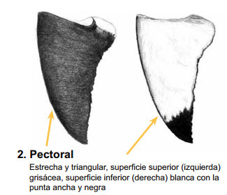 Carcharodon carcharias_09.jpg